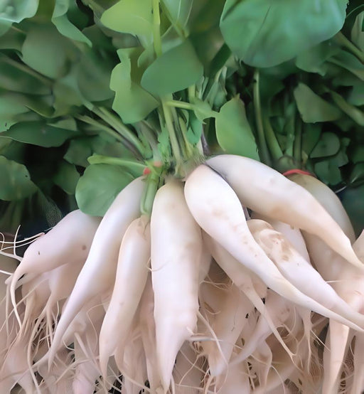 White Icicle Radish Heirloom Seeds - Fast Growing, Mild Flavor, Dual Purpose Vegetable