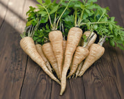 All American Parsnip - Heirloom Vegetable Seeds | Sweet White Root Crop