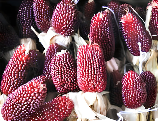 Strawberry Popcorn Seeds - Organic Heirloom Red Kernels | Easy To Grow, Non-GMO