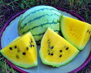 Cream of Saskatchewan Watermelon – Heirloom Seeds | Sweet Yellow Flesh Melon