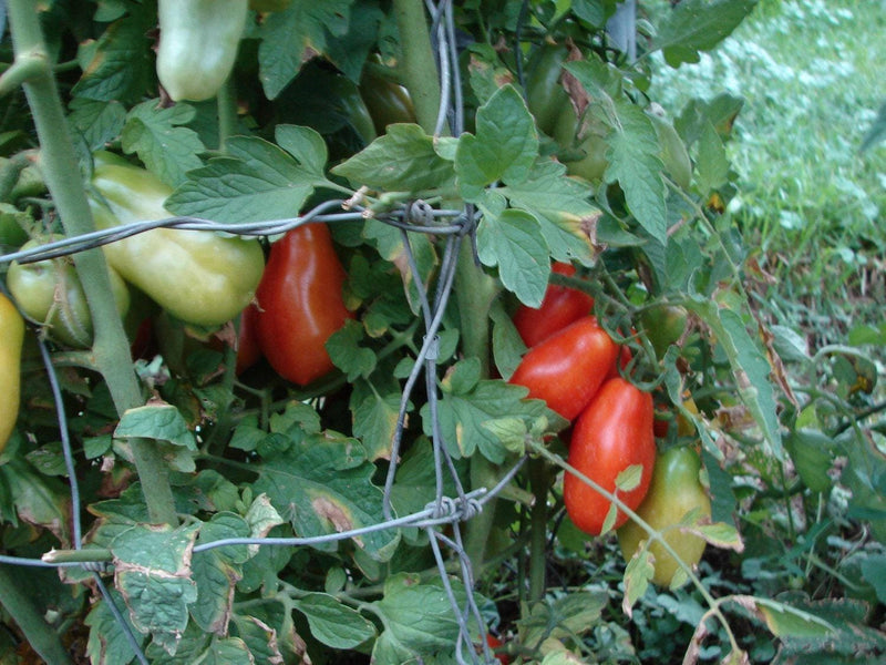 San Marzano Tomato Seeds - Heirloom Paste Variety | Thick Flesh, Sweet Flavor