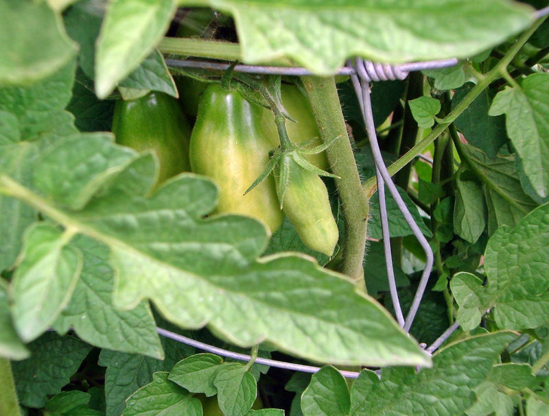 San Marzano Tomato Seeds - Heirloom Paste Variety | Thick Flesh, Sweet Flavor