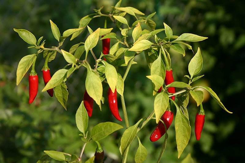 A close-up view of a chili pepper plant with red peppers growing on the branches, surrounded by green leaves.