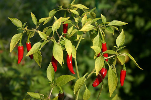 A close-up view of a chili pepper plant with red peppers growing on the branches, surrounded by green leaves.