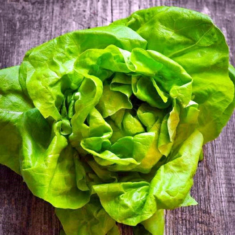 Butterhead Lettuce Seeds – Heirloom, Open Pollinated, Early Variety for Cool Season Crop