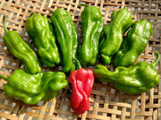 Shishito Hot Pepper - Heirloom Pepper Seeds for Easy Container Gardening