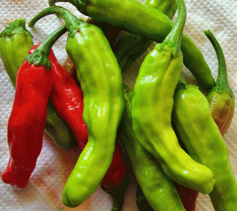 Shishito Hot Pepper - Heirloom Pepper Seeds for Easy Container Gardening