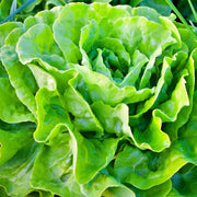 Kagraner Sommer Lettuce - Butterhead, Slow Bolting, Heat Resistant Organic Seeds