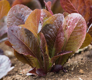 Super Red Romaine Lettuce Seeds - Heirloom, Non GMO, Crunchy Leafy Greens