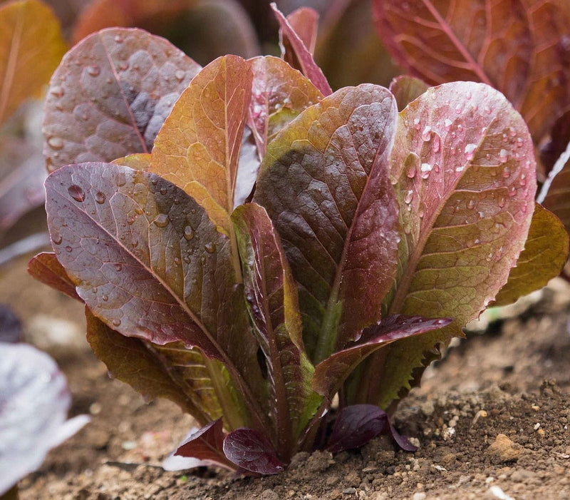 Super Red Romaine Lettuce Seeds - Heirloom, Non GMO, Crunchy Leafy Greens