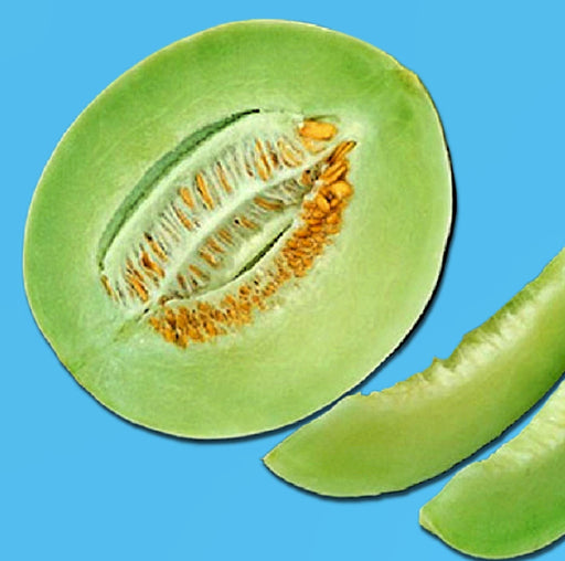 Green Flesh Honeydew Melon Seeds – Heirloom, Non GMO, Sweet Garden Variety