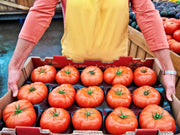 Ponderosa Red Tomato