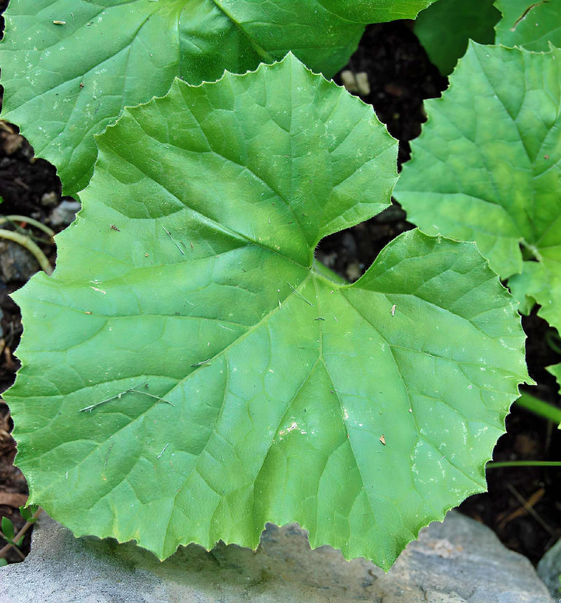 Green Flesh Honeydew Melon Seeds – Heirloom, Non GMO, Sweet Garden Variety