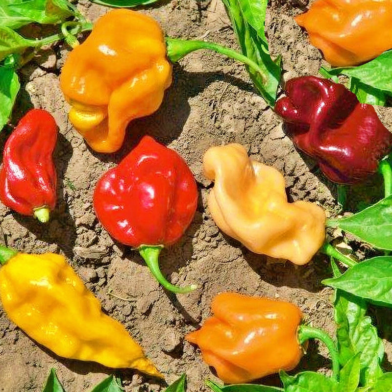 Caribbean Habanero Blend | Hot Pepper Seeds - Spicy Garden Mix, Heirloom Capsicum Annuum