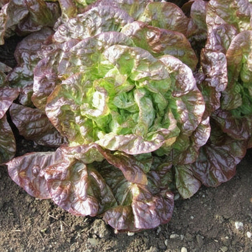 Heirloom Lettuce Seeds – Marvel Of Four Seasons Butterhead, Red-Tipped Leaf