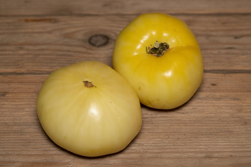 Great White Tomato