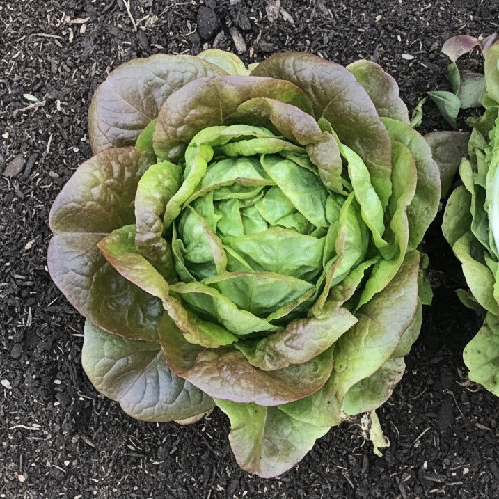 Heirloom Lettuce Seeds – Marvel Of Four Seasons Butterhead, Red-Tipped Leaf