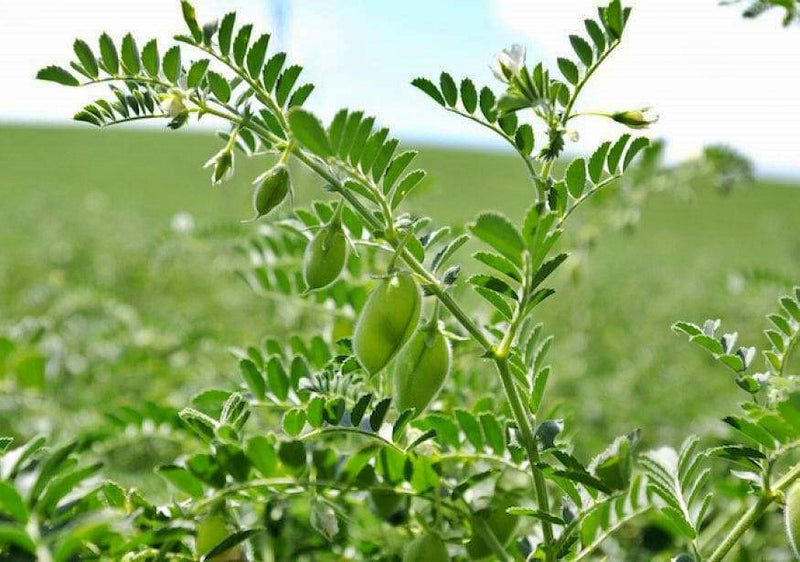 Garbanzo Bush Beans | Organic Heirloom Bean Seeds - High Protein, Non GMO