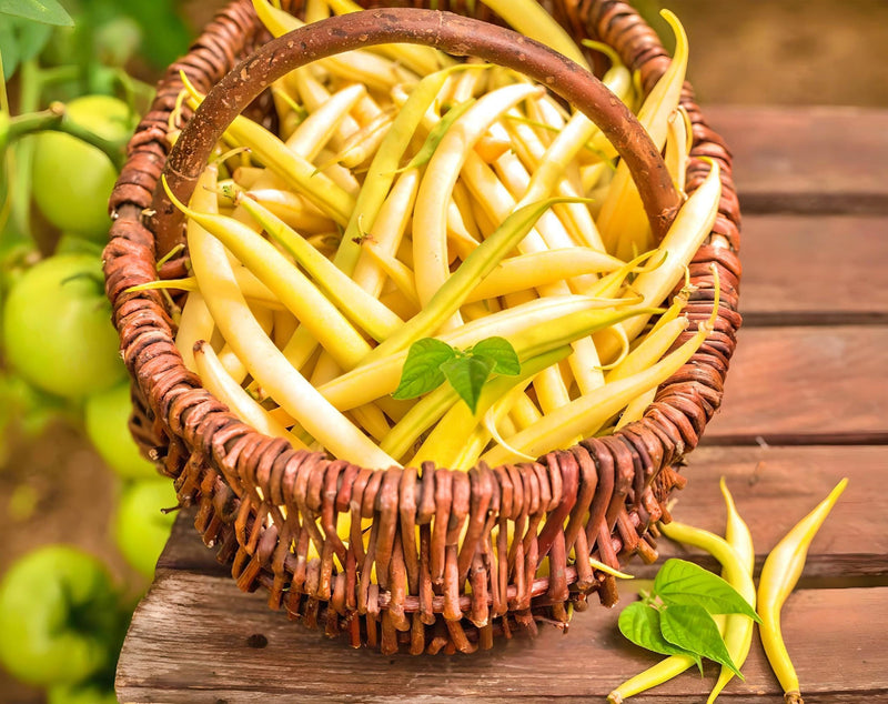 Cherokee Yellow Wax Beans - Heirloom Bush Bean Seeds | Disease Resistant, High Yield
