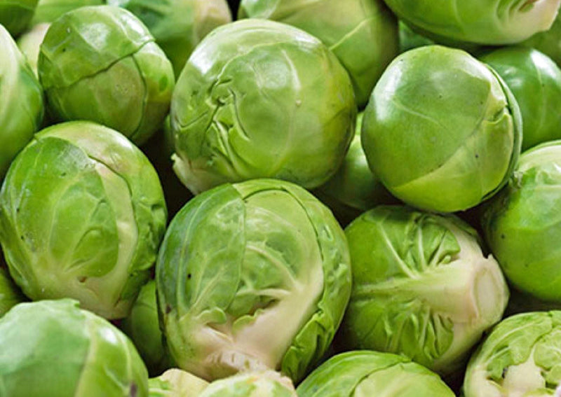 Catskill Brussels Sprouts Heirloom Seeds – Extra Large, Non GMO, Long Season Harvest