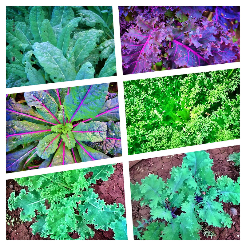 Heirloom Kale Seeds | Garden Kale Seed Kit - Easy Grow, Nutritious Leafy Greens