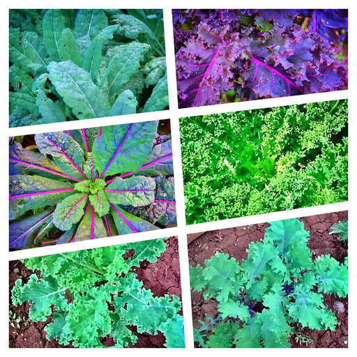 Heirloom Kale Seeds | Garden Kale Seed Kit - Easy Grow, Nutritious Leafy Greens