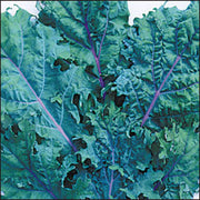 Heirloom Kale Seeds | Garden Kale Seed Kit - Easy Grow, Nutritious Leafy Greens