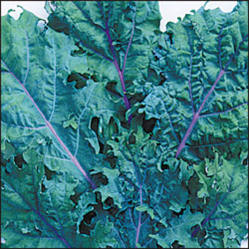 Heirloom Kale Seeds | Garden Kale Seed Kit - Easy Grow, Nutritious Leafy Greens