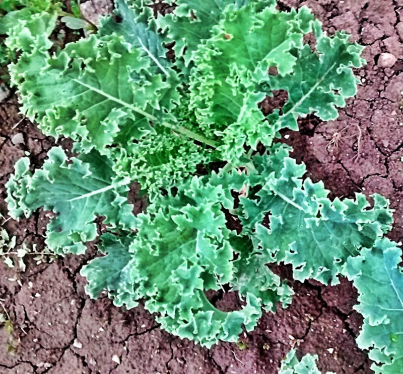 Heirloom Kale Seeds | Garden Kale Seed Kit - Easy Grow, Nutritious Leafy Greens