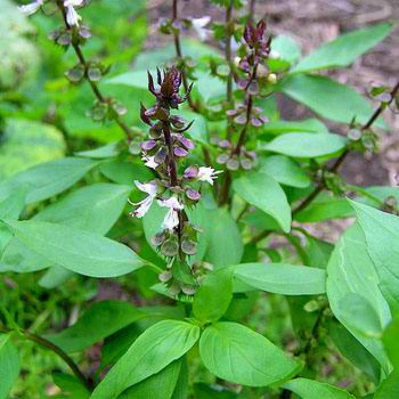Sweet Thai Basil Seeds - Organic Heirloom Purple Stem Basil Herb Garden