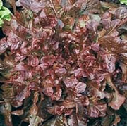 Red Salad Bowl Lettuce - Heirloom Leaf Lettuce Seeds | Fast Growing, Non GMO