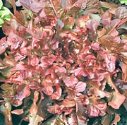 Red Salad Bowl Lettuce - Heirloom Leaf Lettuce Seeds | Fast Growing, Non GMO