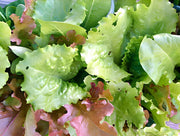 Gourmet Lettuce Mix – Heirloom Lettuce Seeds for Fresh Garden Harvest
