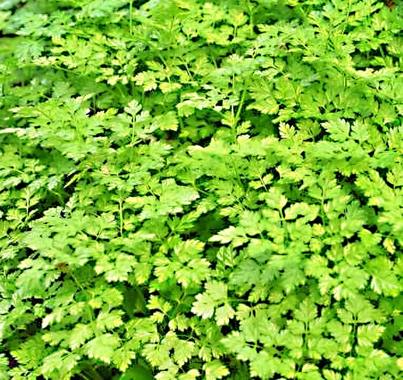 Curled Chervil Seeds - Heirloom Herb Seeds | Fresh Culinary Herb Plants