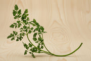 Curled Chervil Seeds - Heirloom Herb Seeds | Fresh Culinary Herb Plants