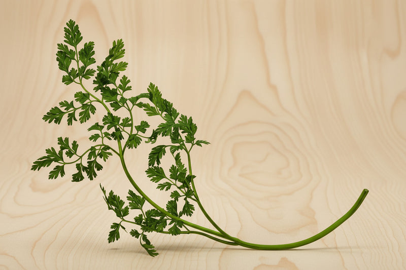 Curled Chervil Seeds - Heirloom Herb Seeds | Fresh Culinary Herb Plants