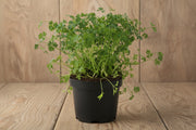 Curled Chervil Seeds - Heirloom Herb Seeds | Fresh Culinary Herb Plants