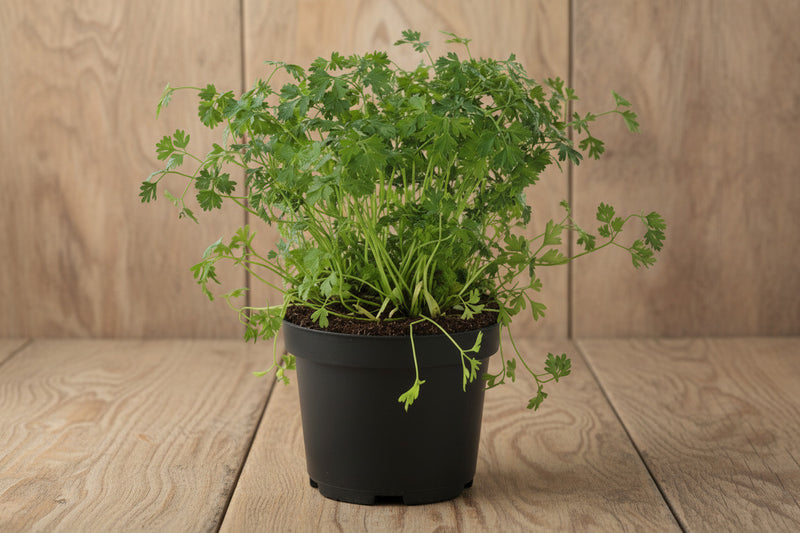 Curled Chervil Seeds - Heirloom Herb Seeds | Fresh Culinary Herb Plants