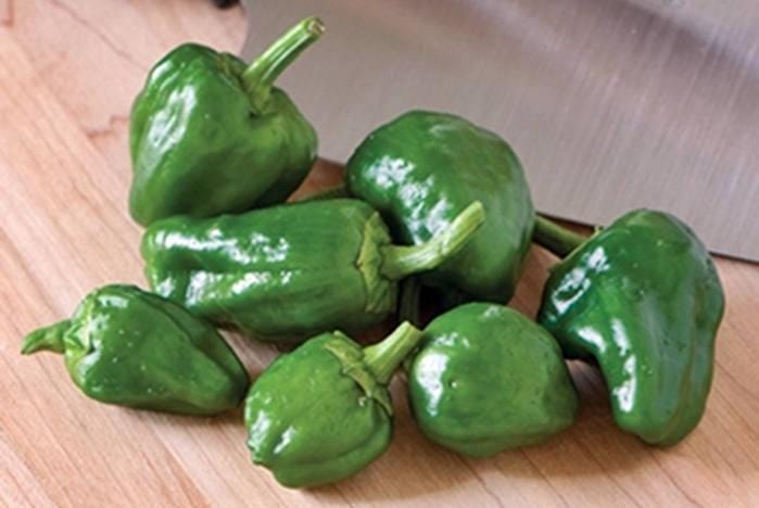 Padron Hot Pepper Seeds – Heirloom Spanish Peppers for Mild Frying & Pickling
