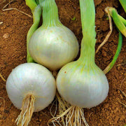 White Sweet Spanish Onion Heirloom Seeds | Large Mild Tasting Onions for Planting