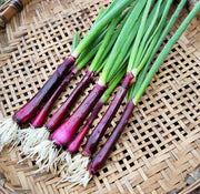 Bunching Onion Seeds – Heirloom Red Scallion, Mild Flavor Onions for Spring Planting