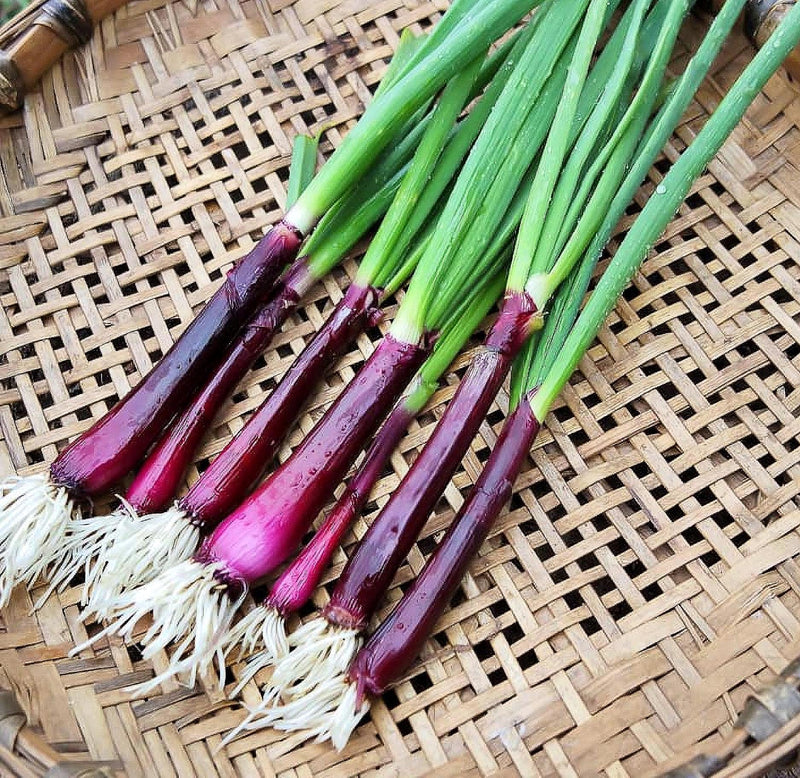 Bunching Onion Seeds – Heirloom Red Scallion, Mild Flavor Onions for Spring Planting