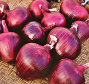 Bunching Onion Seeds – Heirloom Red Scallion, Mild Flavor Onions for Spring Planting