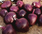 Bunching Onion Seeds – Heirloom Red Scallion, Mild Flavor Onions for Spring Planting