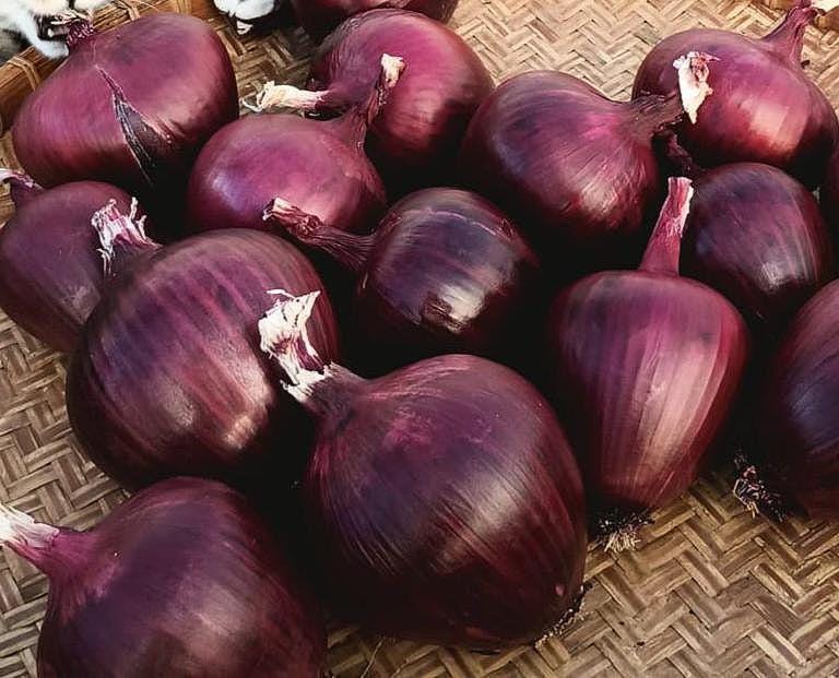 Bunching Onion Seeds – Heirloom Red Scallion, Mild Flavor Onions for Spring Planting