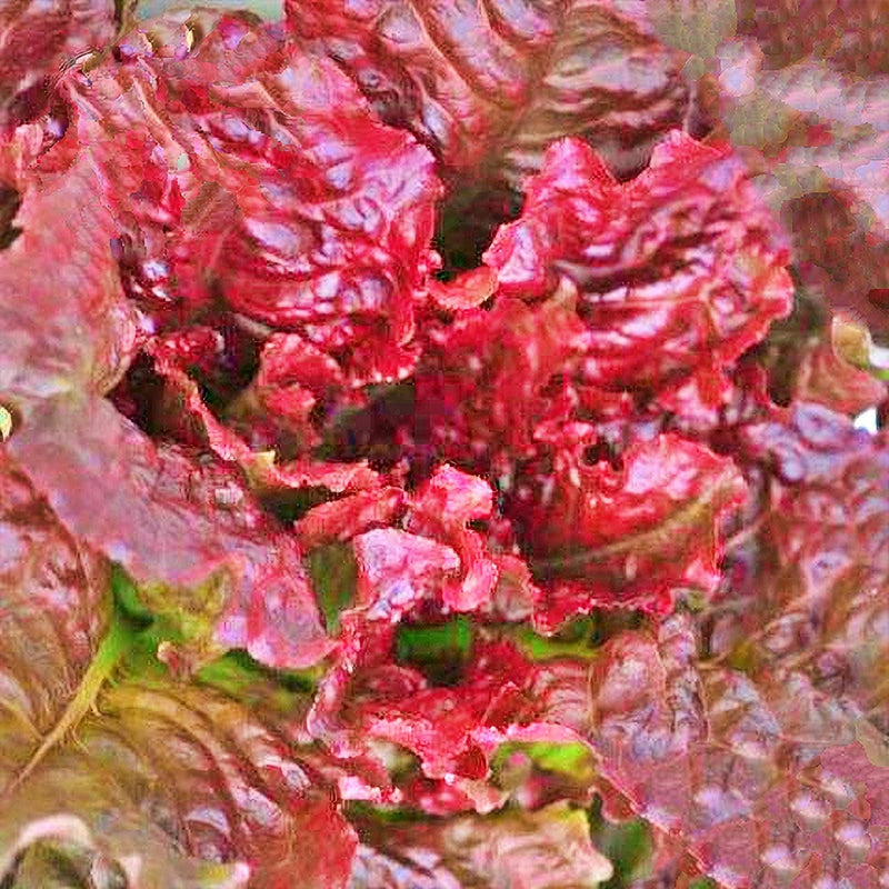 Flame Lettuce Seeds