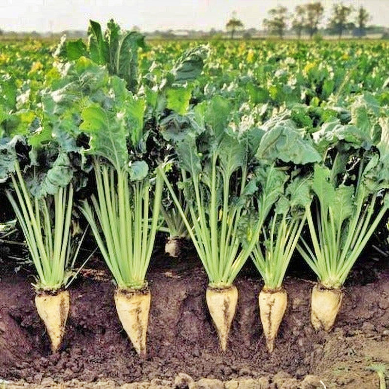 Sugar Beet Seeds - Heirloom Non GMO Open Pollinated Beta Vulgaris Seeds