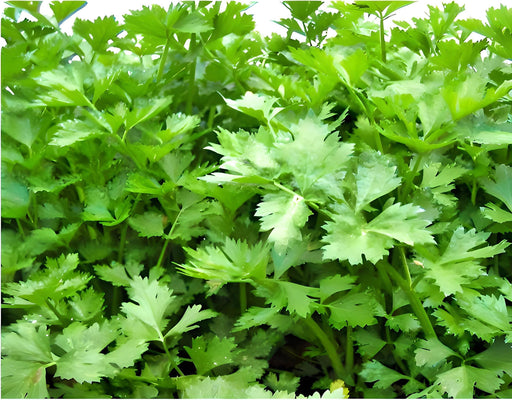 Chinese Celery Seeds - Heirloom Light Green Celery for Container Garden, Non GMO