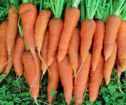 St Valery Carrot