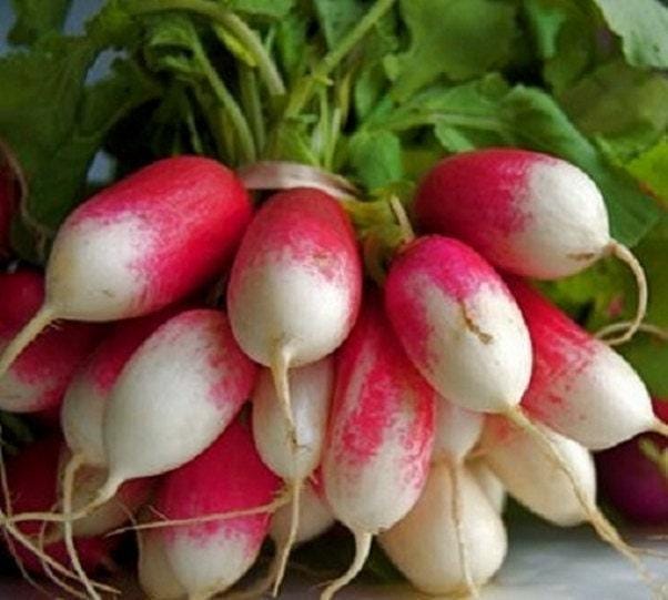 Extreme Radish Mix – Heirloom Non GMO Seeds | Fast Growing Colorful Varieties